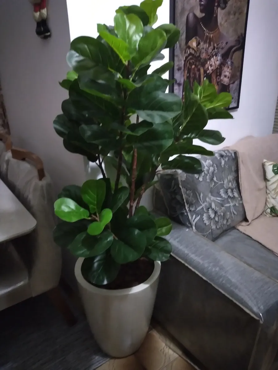 Planta recebida por Juliano